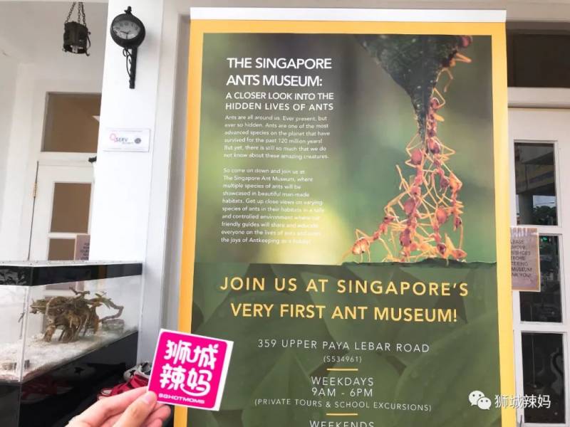 亚洲第一的蚂蚁博物馆居然在新加坡