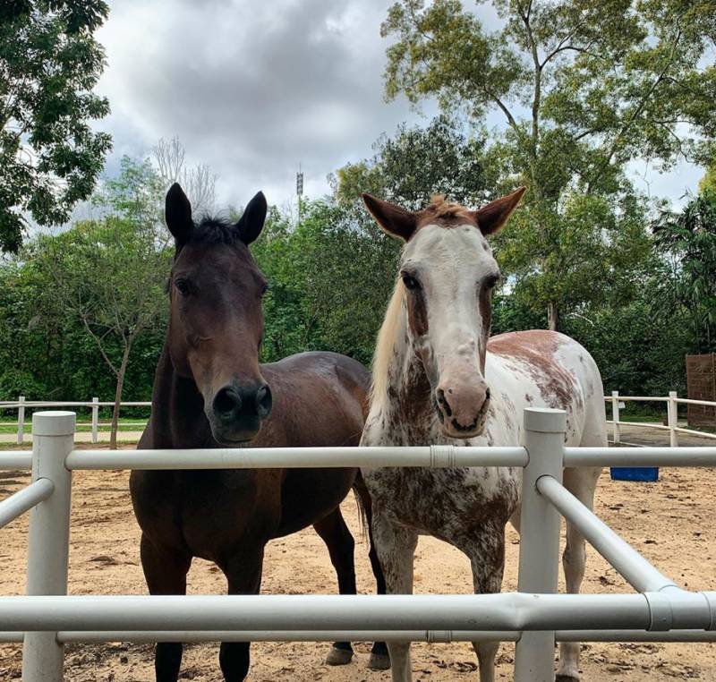 射箭、骑马、卡丁车、花艺...新加坡的周末原来可以这么好玩