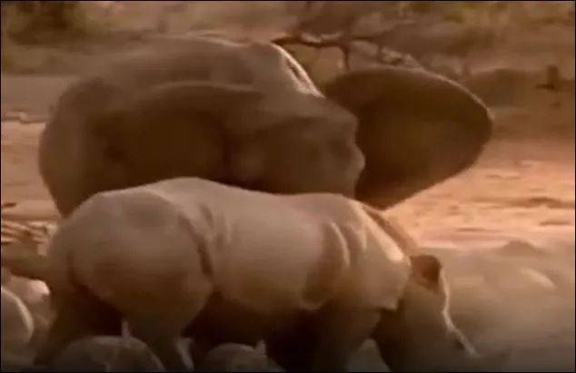 为了火，玩命了！新加坡小伙为拍短视频跳进犀牛圈里