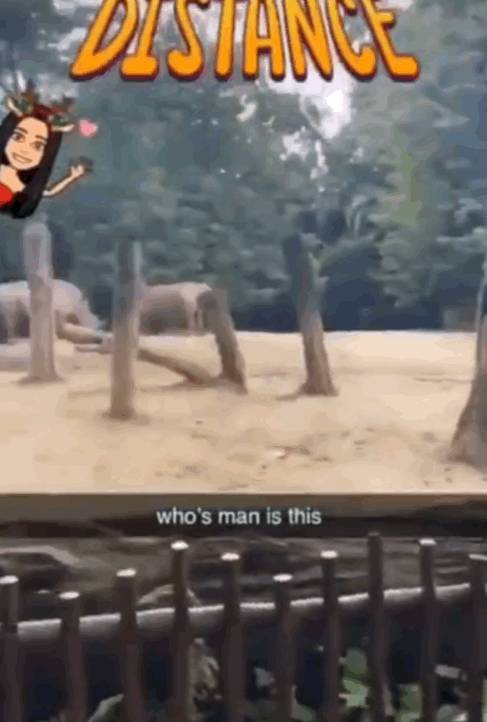 为了火，玩命了！新加坡小伙为拍短视频跳进犀牛圈里