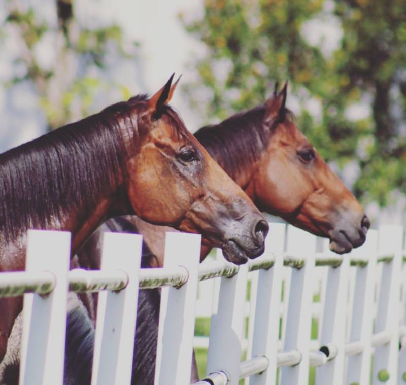 射箭、骑马、卡丁车、花艺...新加坡的周末原来可以这么好玩