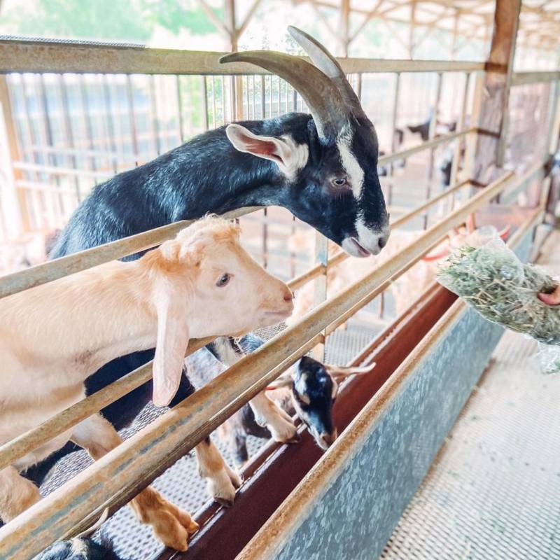 新加坡牧羊场 Hay Dairies Goat Farm🐑 治愈版休闲活动✨ 一站式体验，免费参观