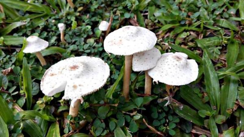 20191107-white mushrooms.jpg