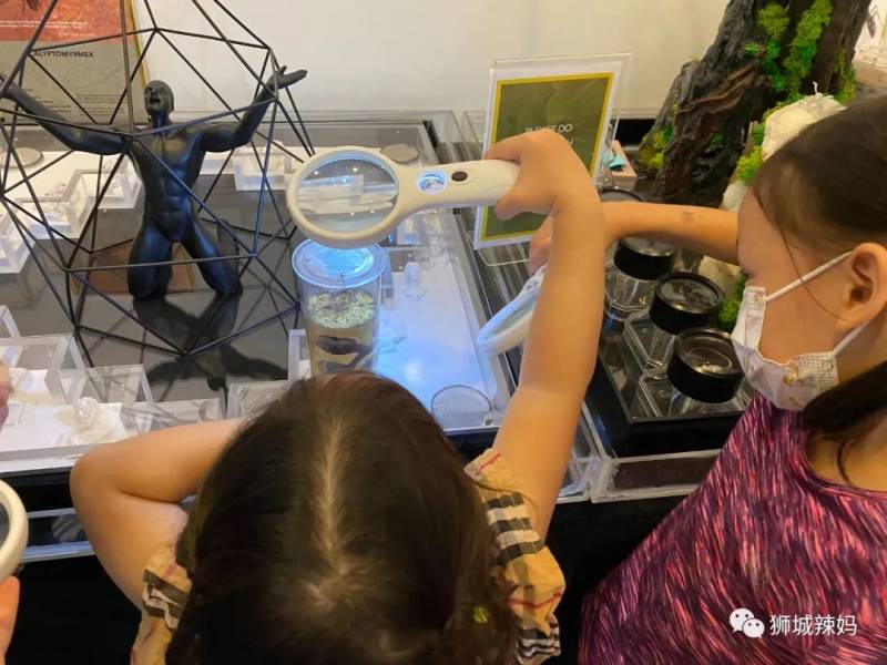 亚洲第一的蚂蚁博物馆居然在新加坡