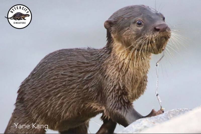 安全丢弃鱼钩保护水獭！当局在本地蓄水池设丢弃箱