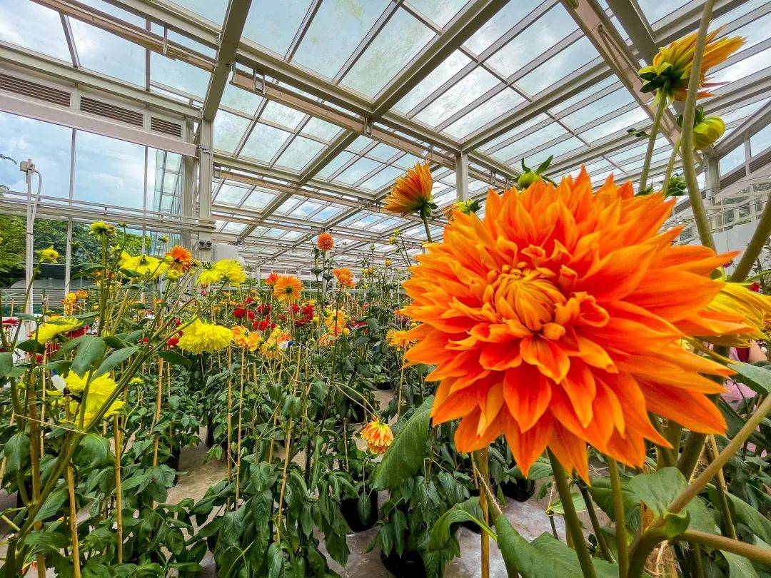 滨海湾花园新春花卉展【大丽花之梦】，1月15日开幕！喜气洋洋迎牛年