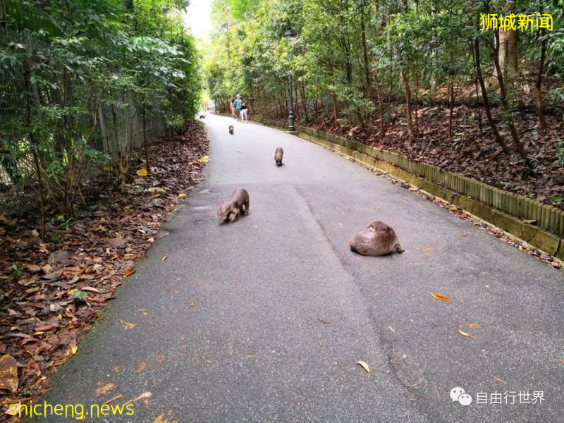 疫情过后，去新加坡不可错过的16个体验