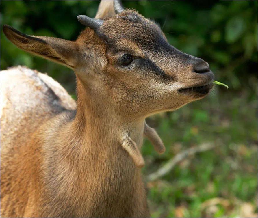 为了火，玩命了！新加坡小伙为拍短视频跳进犀牛圈里