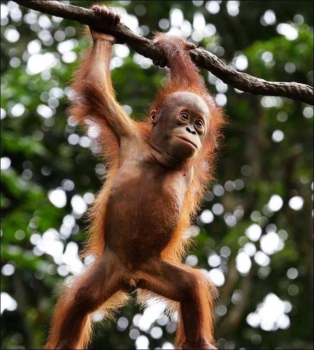 为了火，玩命了！新加坡小伙为拍短视频跳进犀牛圈里