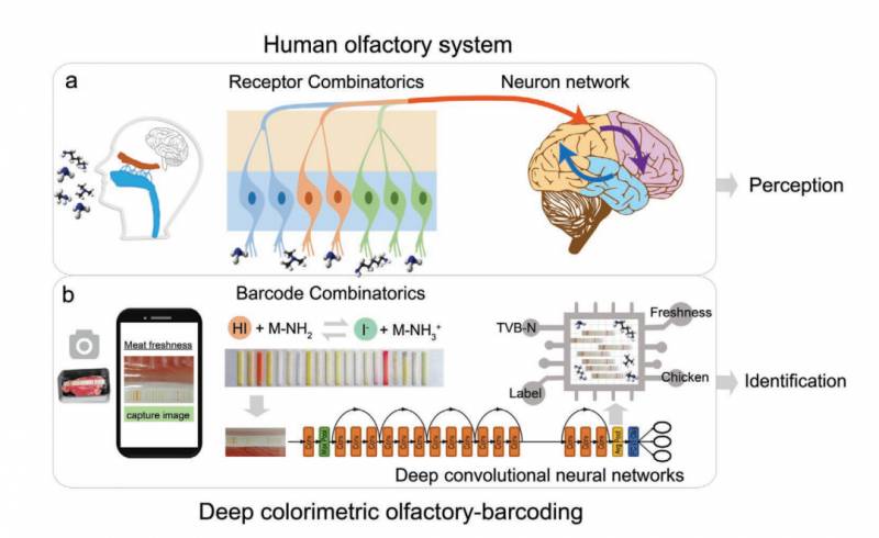 超市的肉新鲜吗？AI 电子鼻帮你“嗅”出来