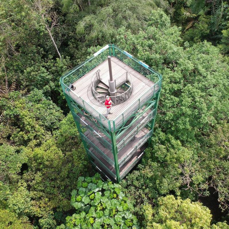 新加坡“麦里芝蓄水池 MacRitchie Reservoir”深度游！自然仙境、徒步指南、周边活动逐个看