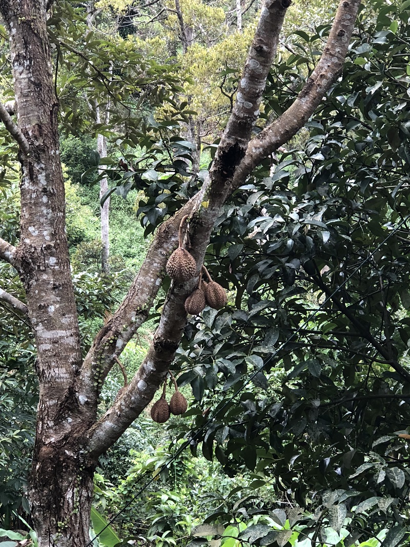 Durian Trees (closeup).jpg