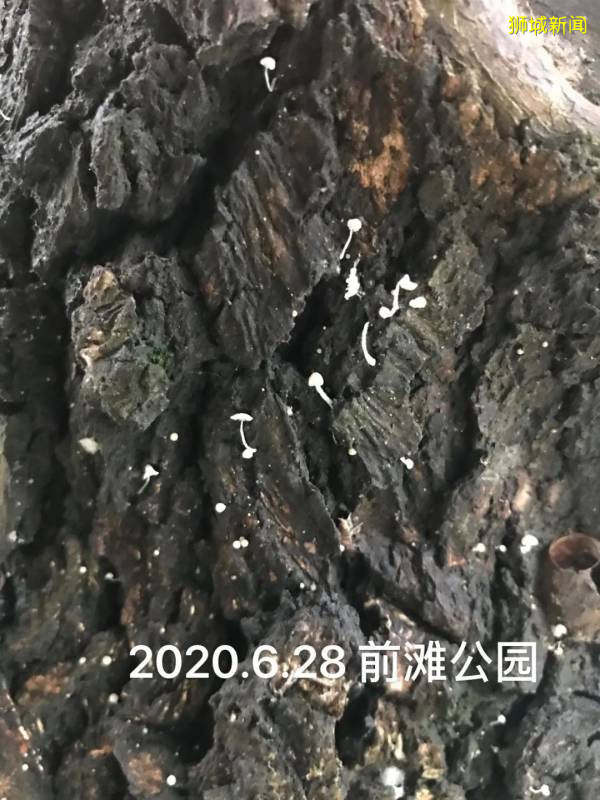 新加坡大雨一直下，妈妈这个是啥蘑菇？能吃吗？额