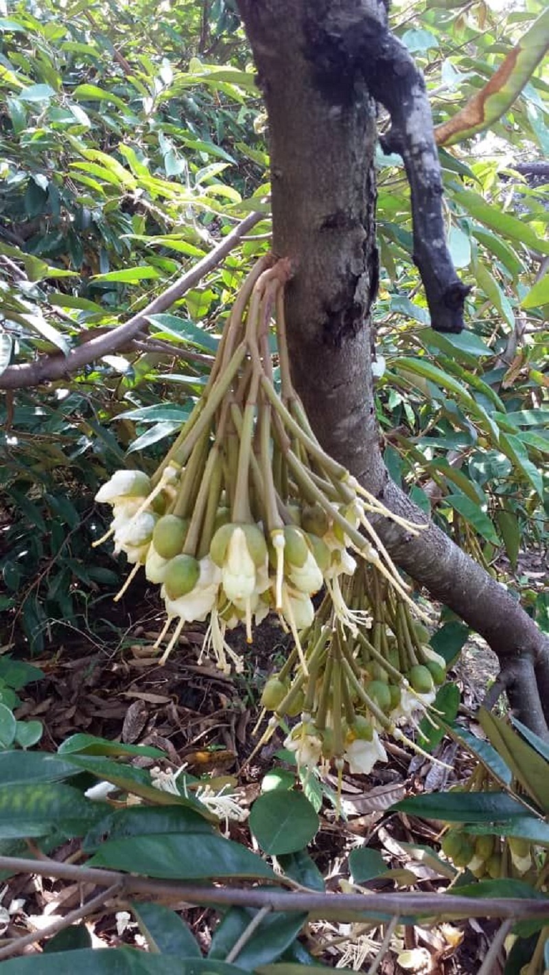 Durian Flowers01.jpg