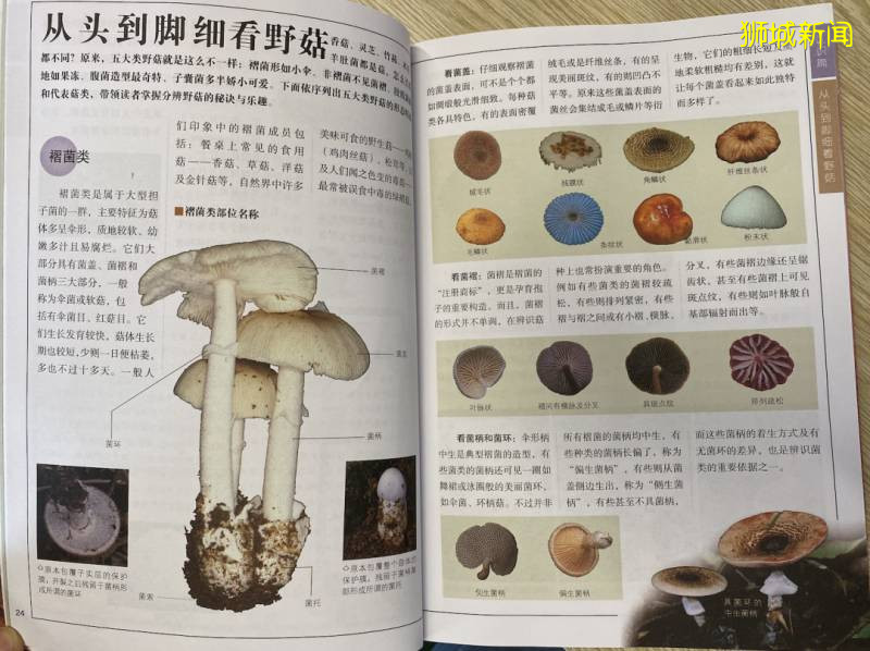 新加坡大雨一直下，妈妈这个是啥蘑菇？能吃吗？额