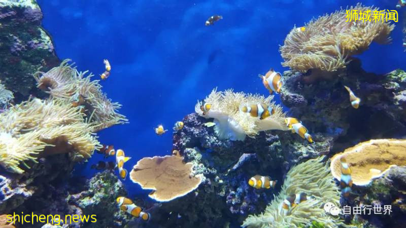 疫情过后，去新加坡不可错过的16个体验