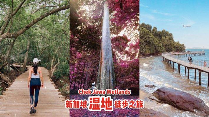 新加坡多元化自然生态！Chek Jawa Wetlands 岛上湿地公园🏝 徒步探索、沿海浮桥邂逅美景