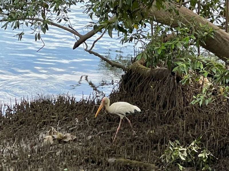 新加坡双溪部落湿地（Sungei Buloh Wetland Reserve)