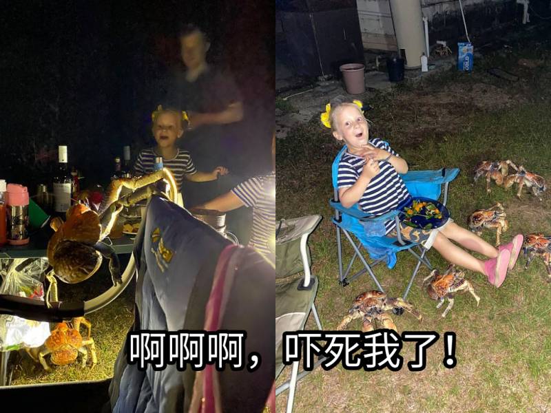 突发！这个海滩惊现一群巨型椰子蟹，还抢烧烤吃！新加坡也被鳄鱼、蜥蜴、蟒蛇、水獭、猴子、野猪、野鸡吓到过