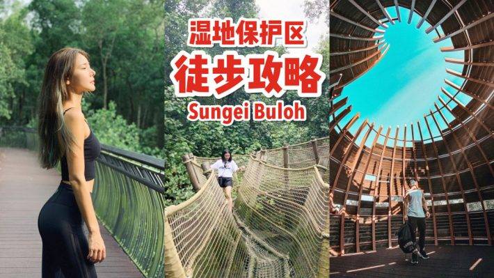 Sungei Buloh湿地保护区🌳 走进湿地，聆听大自然的声音🍃 徒步路线攻略、特点介绍、必踩打卡点