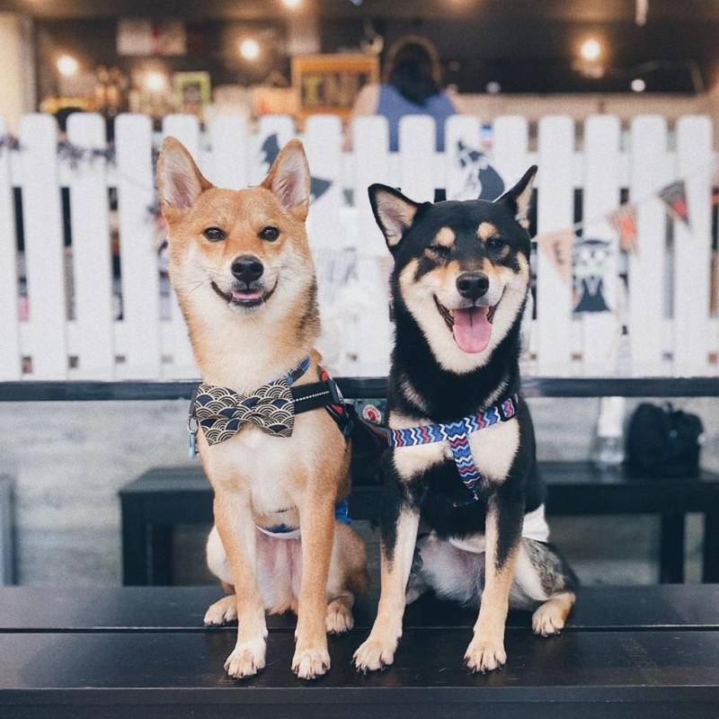 超治愈撸狗圣地 ！和狗狗来一场亲密约会🐶 宠物聚集地，把这份可爱收藏起来💌