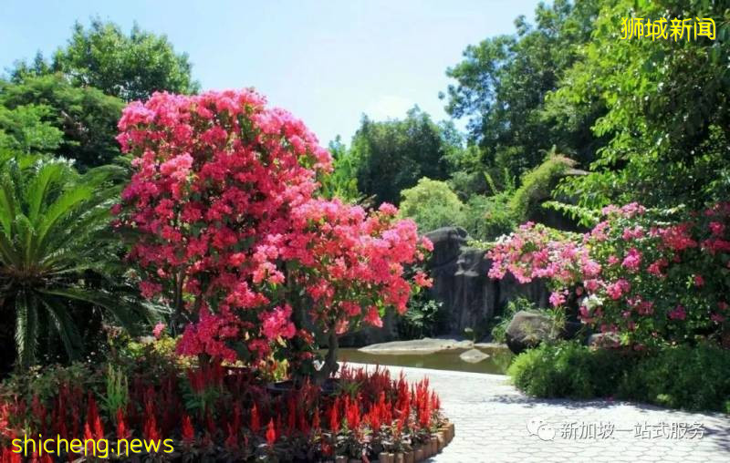 最美丽的自然风光: 新加坡植物园