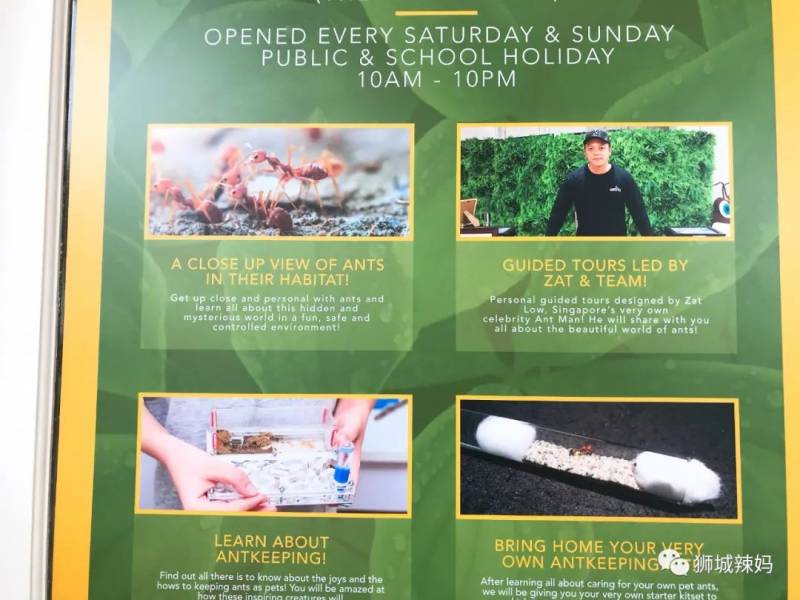 亚洲第一的蚂蚁博物馆居然在新加坡