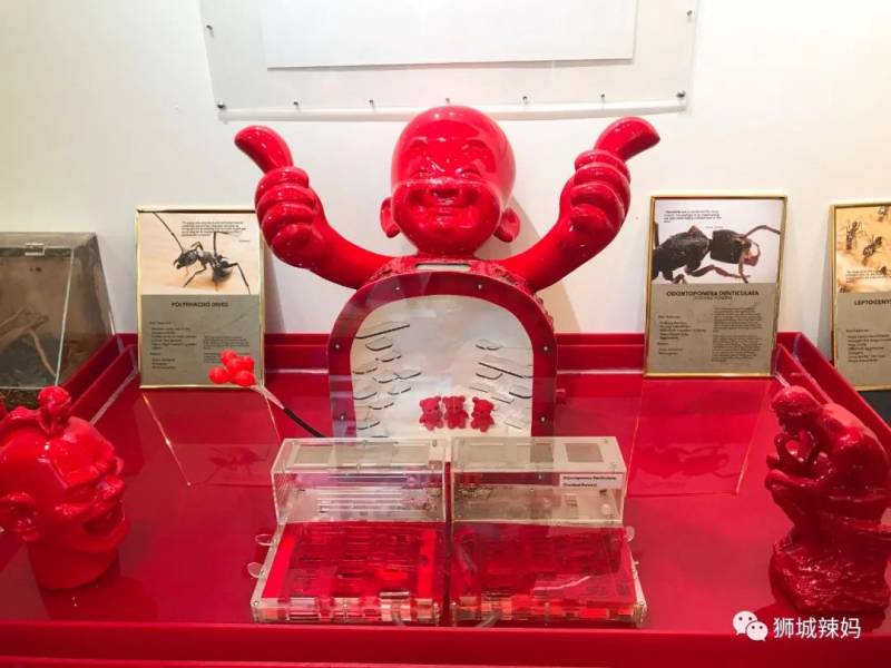 亚洲第一的蚂蚁博物馆居然在新加坡