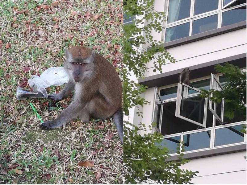 突发！这个海滩惊现一群巨型椰子蟹，还抢烧烤吃！新加坡也被鳄鱼、蜥蜴、蟒蛇、水獭、猴子、野猪、野鸡吓到过