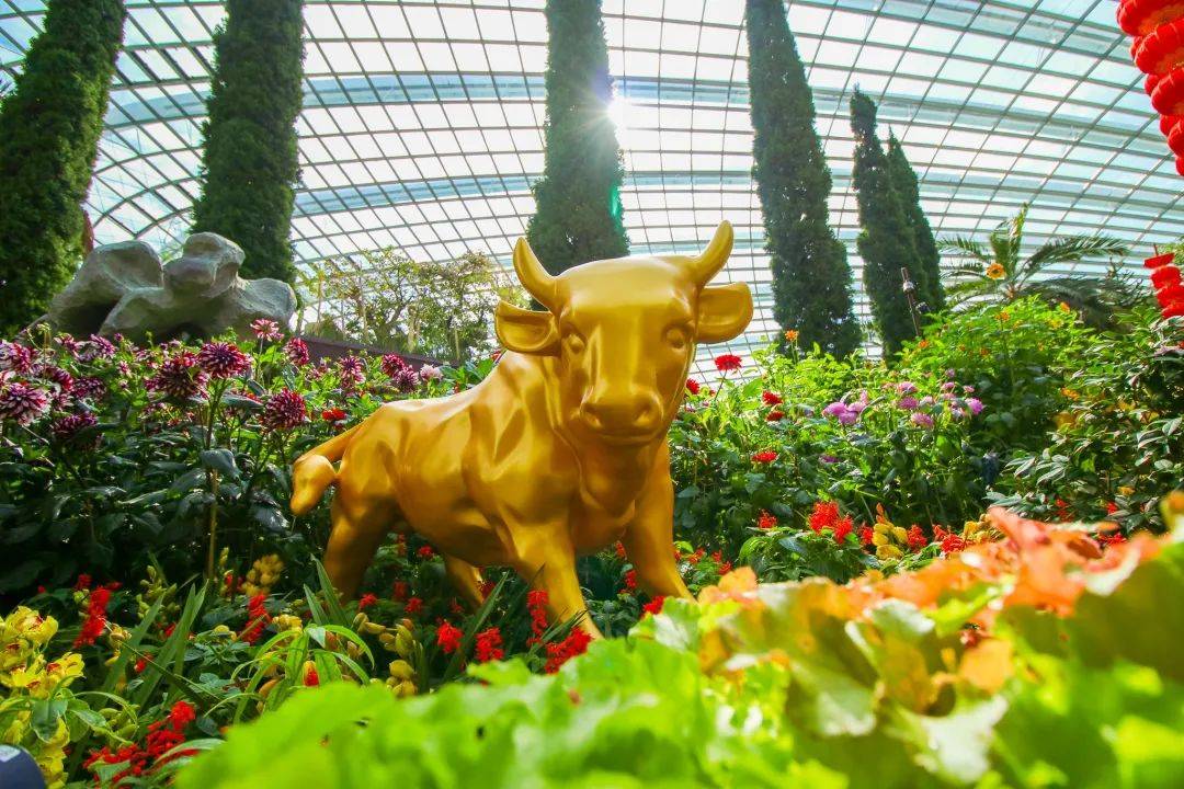 滨海湾花园新春花卉展【大丽花之梦】，1月15日开幕！喜气洋洋迎牛年