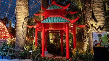 滨海湾花园新春花卉展【大丽花之梦】，1月15日开幕！喜气洋洋迎牛年