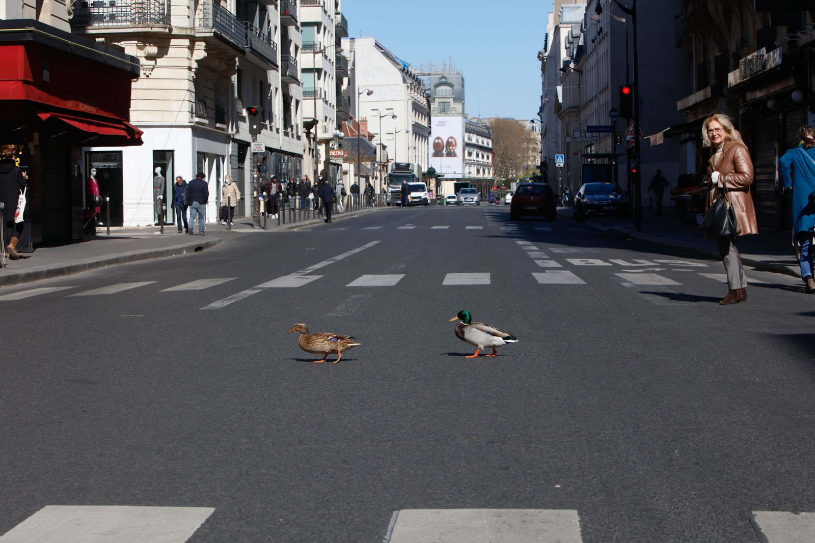 20200413-france ducks.png