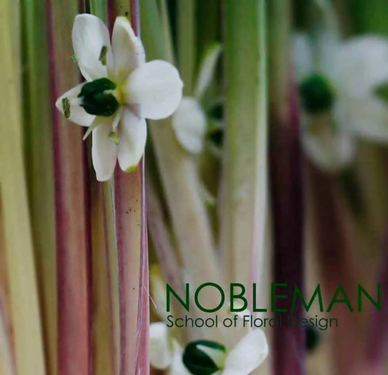 射箭、骑马、卡丁车、花艺...新加坡的周末原来可以这么好玩