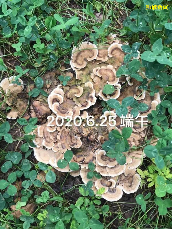 新加坡大雨一直下，妈妈这个是啥蘑菇？能吃吗？额