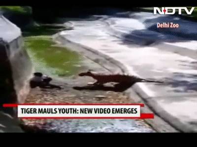 残忍！上海动物园熊吃人，亲眼目睹！新加坡也发生过类似案件！印度最惨