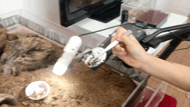 亚洲第一的蚂蚁博物馆居然在新加坡