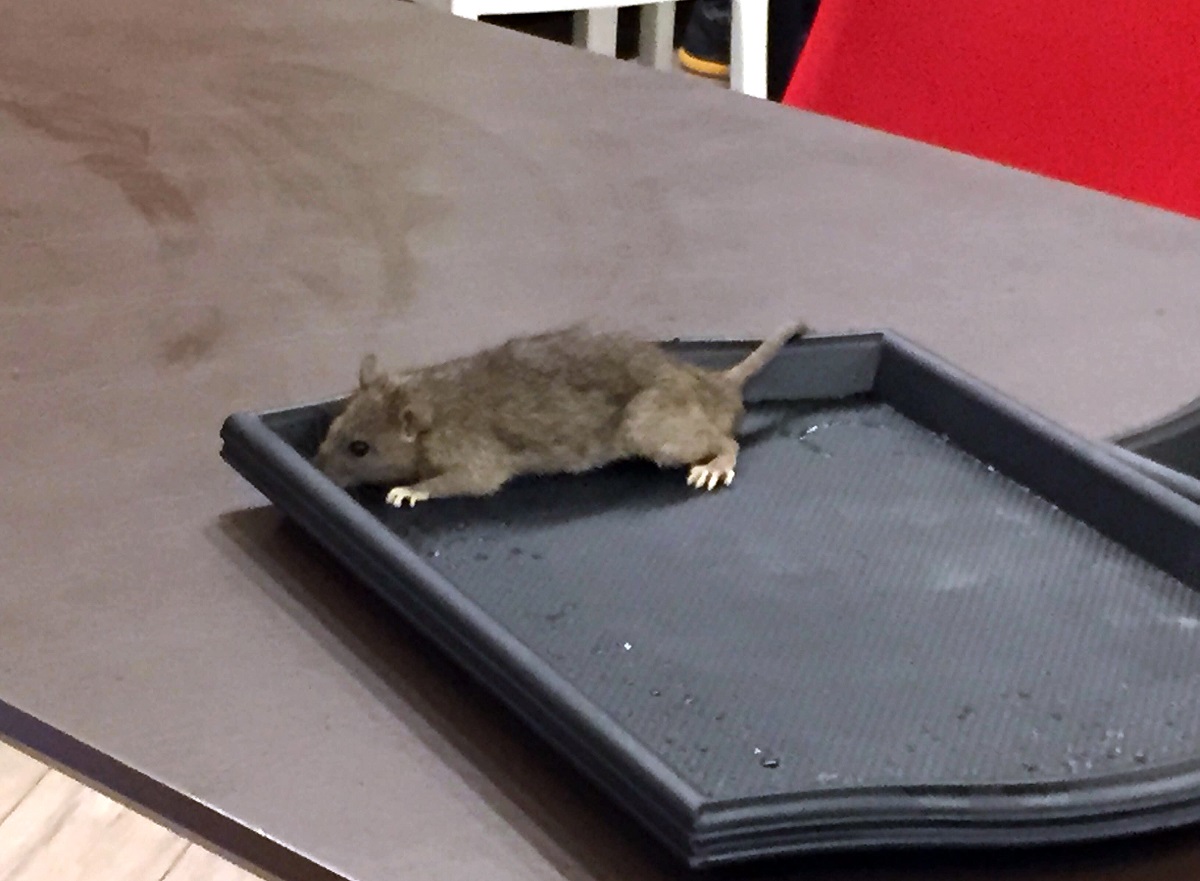 20171031-wet tray with mouse.jpg