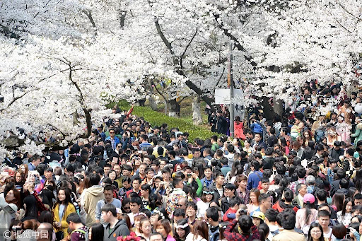 20200320-cherry blossom2.png