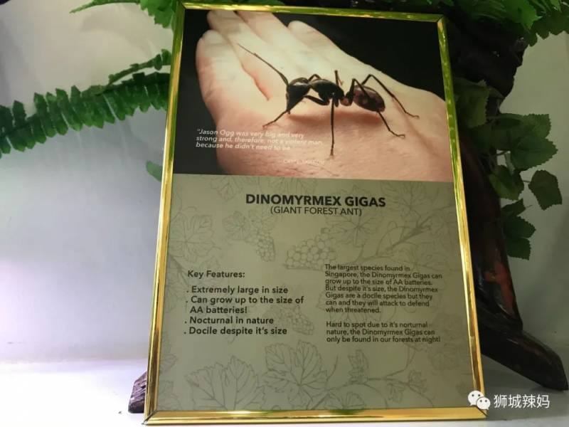 亚洲第一的蚂蚁博物馆居然在新加坡