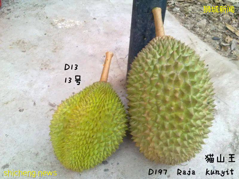 疫情下新加坡榴梿价格更划算？请查收你的专属榴梿