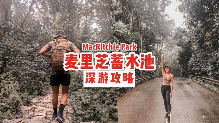 新加坡“麦里芝蓄水池 MacRitchie Reservoir”深度游！自然仙境、徒步指南、周边活动逐个看