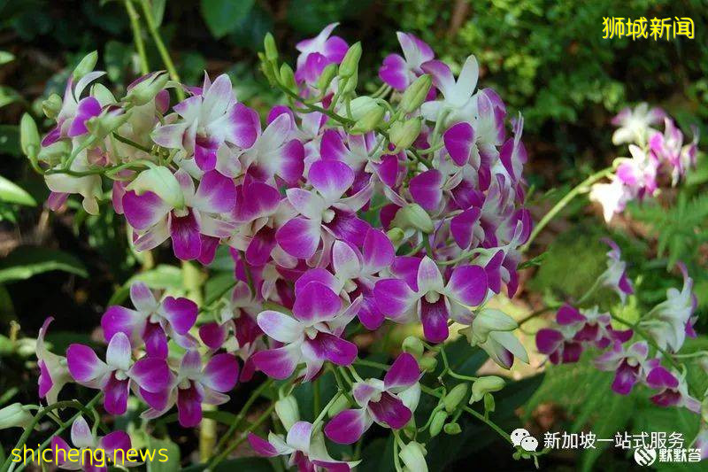 最美丽的自然风光: 新加坡植物园