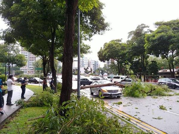 狮城昨午多区水灾 出现巨型积雨云 树倒车抛锚