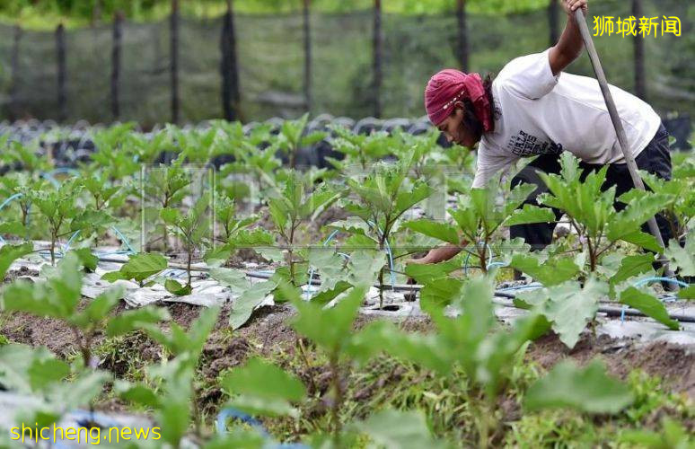 德国、美国肉类工厂确诊破1000、百事中国8人确诊！新加坡进口食品还安全吗