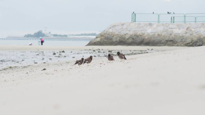 新加坡赶海全攻略！寄居蟹、花蟹、龙虾、蛤蜊、海星、海参...我挖到宝藏啦