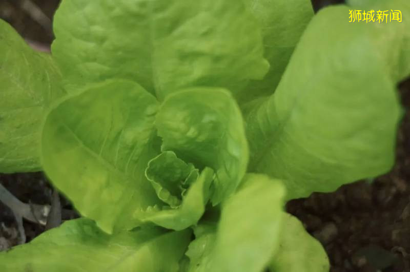 新加坡垂直绿色新概念