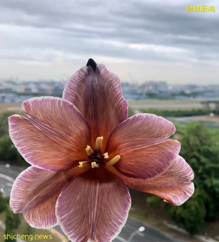 除了超市，原来新加坡还能在这些地方买到鲜花