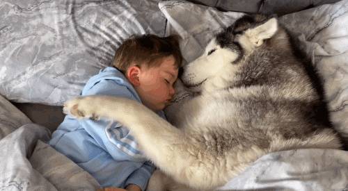 在新加坡，想撸狗怎么办？宠物咖啡馆，领养狗狗大全