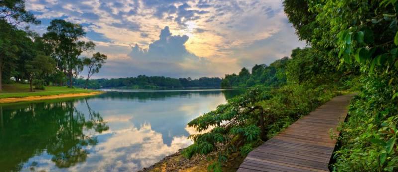 新加坡“麦里芝蓄水池 MacRitchie Reservoir”深度游！自然仙境、徒步指南、周边活动逐个看