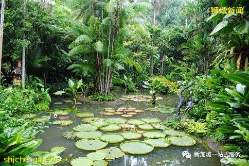 最美丽的自然风光: 新加坡植物园